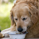 Illustration for article titled Obese Pets Get Their Very Own Heavy Weights Camp, Sort Of